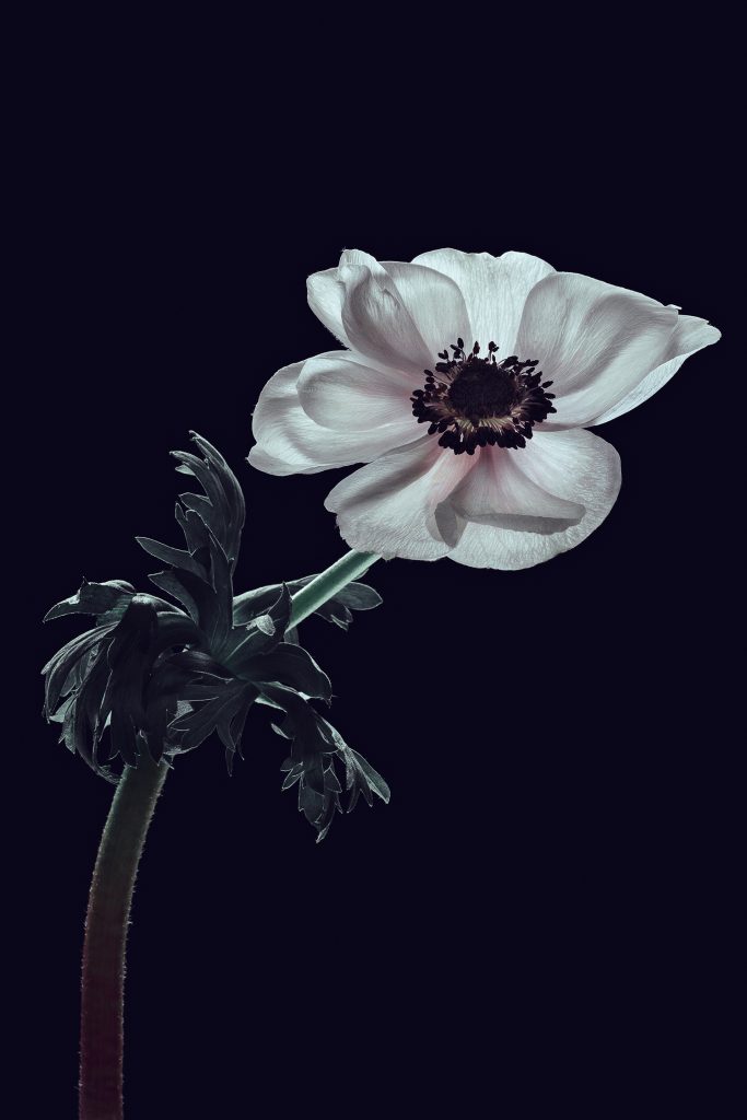 Anemone